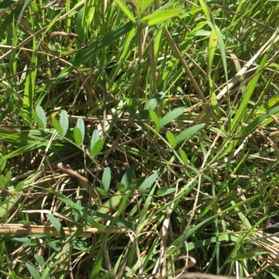 Vicia sp. (A Vetch) at Mount Pleasant - 11 Sep 2021 by NedJohnston