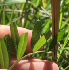 Vicia sp. at Campbell, ACT - 11 Sep 2021 11:13 AM