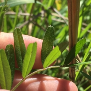 Vicia sp. at Campbell, ACT - 11 Sep 2021 11:13 AM