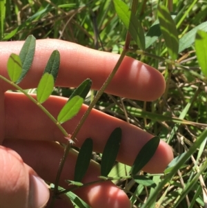 Vicia sp. at Campbell, ACT - 11 Sep 2021 11:13 AM