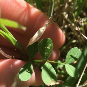 Vicia sp. at Campbell, ACT - 11 Sep 2021 11:13 AM