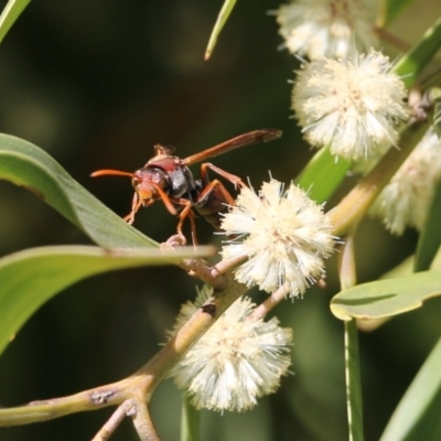 Polistes (Polistella) humilis (Common Paper Wasp) at Killara, VIC - 10 Sep 2021 by Kyliegw