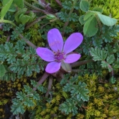 Erodium cicutarium (Common Storksbill, Common Crowfoot) at Mount Ainslie to Black Mountain - 11 Sep 2021 by NedJohnston