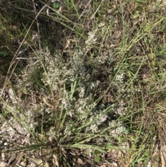 Cryptandra amara (Bitter Cryptandra) at Mount Pleasant - 11 Sep 2021 by NedJohnston