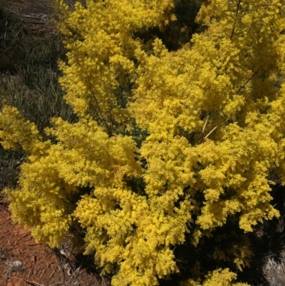 Acacia boormanii (Snowy River Wattle) at Mount Ainslie to Black Mountain - 11 Sep 2021 by NedJohnston