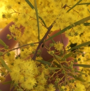 Acacia boormanii at Campbell, ACT - 11 Sep 2021