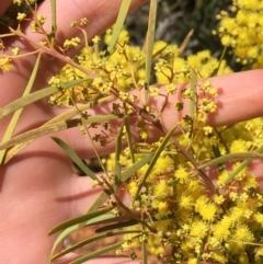 Acacia boormanii at Campbell, ACT - 11 Sep 2021