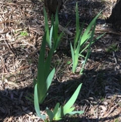 Iris germanica (Tall Bearded Iris) at Mount Pleasant - 11 Sep 2021 by NedJohnston