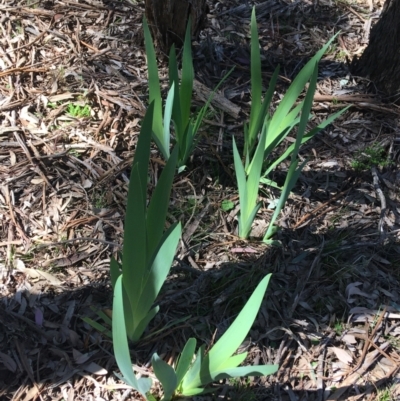 Iris germanica (Tall Bearded Iris) at Campbell, ACT - 11 Sep 2021 by Ned_Johnston