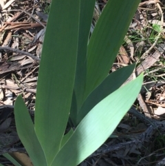 Iris germanica at Campbell, ACT - 11 Sep 2021