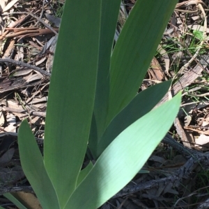 Iris germanica at Campbell, ACT - 11 Sep 2021 11:26 AM