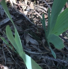 Iris germanica at Campbell, ACT - 11 Sep 2021