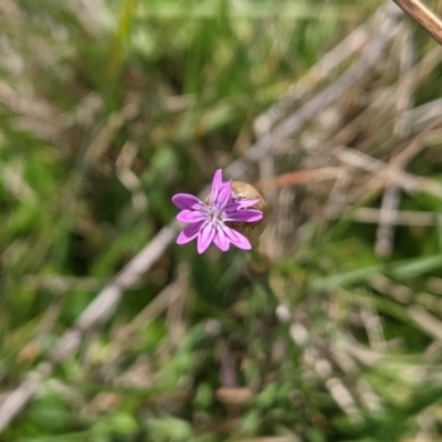 Petrorhagia sp. at Nanima, NSW - 11 Sep 2021 by Miko