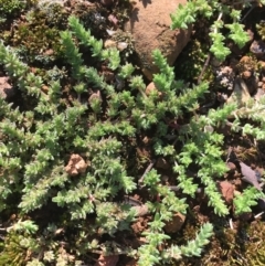 Crassula sieberiana (Austral Stonecrop) at Campbell, ACT - 11 Sep 2021 by NedJohnston