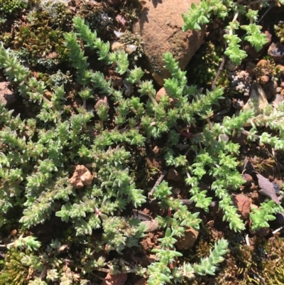 Crassula sieberiana (Austral Stonecrop) at Campbell, ACT - 11 Sep 2021 by NedJohnston