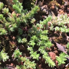 Crassula sieberiana at Campbell, ACT - 11 Sep 2021