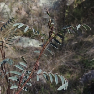 Indigofera australis subsp. australis at Tennent, ACT - 1 Sep 2021 12:17 PM