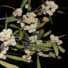 Acacia melanoxylon (Blackwood) at Pine Island to Point Hut - 7 Sep 2021 by michaelb