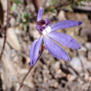 Cyanicula caerulea at Tuggeranong DC, ACT - 11 Sep 2021