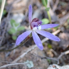 Cyanicula caerulea at Tuggeranong DC, ACT - 11 Sep 2021