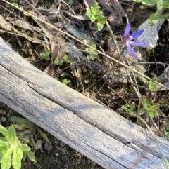 Cyanicula caerulea at Tuggeranong DC, ACT - 11 Sep 2021