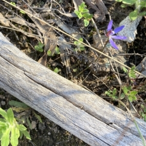 Cyanicula caerulea at Tuggeranong DC, ACT - suppressed