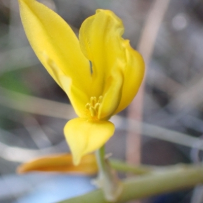 Bulbine bulbosa (Golden Lily) at Wanniassa Hill - 11 Sep 2021 by AnneG1