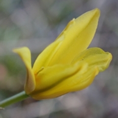 Bulbine bulbosa at Tuggeranong DC, ACT - 11 Sep 2021