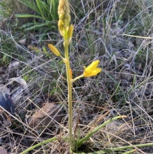 Bulbine bulbosa at Tuggeranong DC, ACT - 11 Sep 2021 03:43 PM