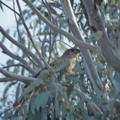 Ptilonorhynchus violaceus (Satin Bowerbird) at Woodstock Nature Reserve - 12 Sep 2021 by wombey