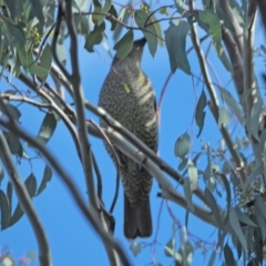 Ptilonorhynchus violaceus at Holt, ACT - 12 Sep 2021 10:00 AM