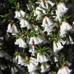 Styphelia fletcheri subsp. brevisepala (Twin Flower Beard-Heath) at Farrer, ACT - 8 Sep 2021 by MatthewFrawley