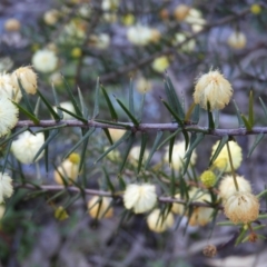 Acacia ulicifolia (Prickly Moses) at Tuggeranong DC, ACT - 8 Sep 2021 by MatthewFrawley