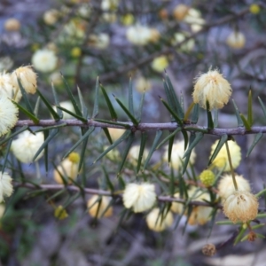 Acacia ulicifolia at Tuggeranong DC, ACT - 8 Sep 2021 03:25 PM