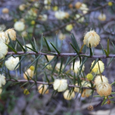 Acacia ulicifolia (Prickly Moses) at Tuggeranong DC, ACT - 8 Sep 2021 by MatthewFrawley