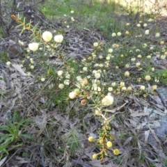 Acacia ulicifolia at Tuggeranong DC, ACT - 8 Sep 2021 03:25 PM