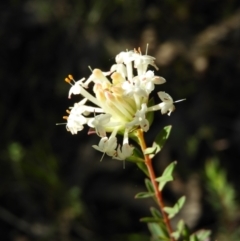 Pimelea linifolia (Slender Rice Flower) at Tuggeranong DC, ACT - 8 Sep 2021 by MatthewFrawley