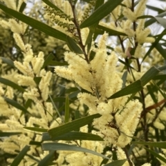 Acacia longifolia subsp. longifolia (Sydney Golden Wattle) at Tuggeranong Hill - 10 Sep 2021 by AnneG1