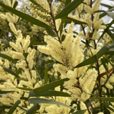 Acacia longifolia subsp. longifolia (Sydney Golden Wattle) at Theodore, ACT - 10 Sep 2021 by AnneG1