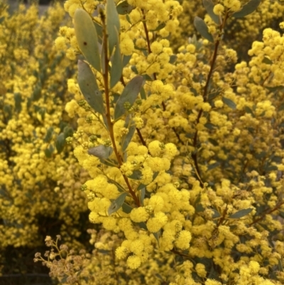 Acacia buxifolia subsp. buxifolia (Box-leaf Wattle) at Tuggeranong Hill - 10 Sep 2021 by AnneG1