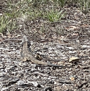 Pogona barbata at Casey, ACT - suppressed