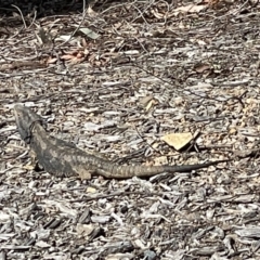 Pogona barbata at Casey, ACT - suppressed