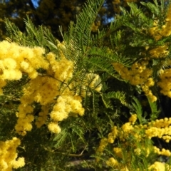 Acacia decurrens (Green Wattle) at Tuggeranong DC, ACT - 8 Sep 2021 by MatthewFrawley