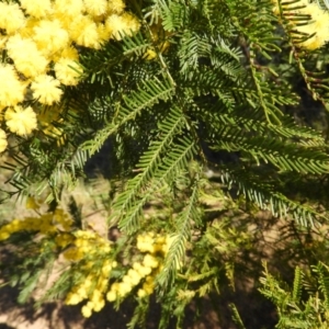 Acacia decurrens at Tuggeranong DC, ACT - 8 Sep 2021