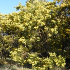 Acacia decurrens at Tuggeranong DC, ACT - 8 Sep 2021