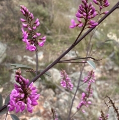 Indigofera australis subsp. australis (Australian Indigo) at Tuggeranong Hill - 10 Sep 2021 by AnneG1