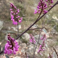 Indigofera australis subsp. australis (Australian Indigo) at Theodore, ACT - 10 Sep 2021 by AnneG1