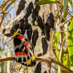 Delias harpalyce (Imperial Jezebel) at Tuggeranong DC, ACT - 11 Sep 2021 by HelenCross