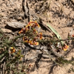 Dillwynia phylicoides (A Parrot-pea) at Bruce, ACT - 12 Sep 2021 by Jenny54