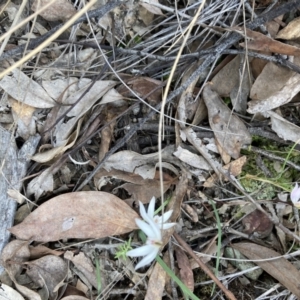 Caladenia fuscata at Aranda, ACT - suppressed